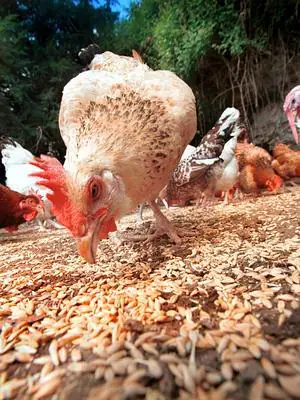 Detectado un brote de gripe aviar en unas gallinas de Cataluña