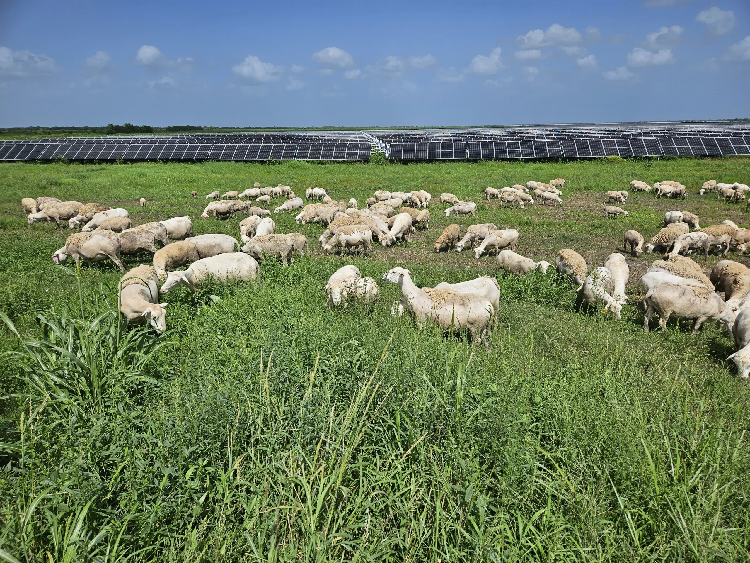 Campo y sensores