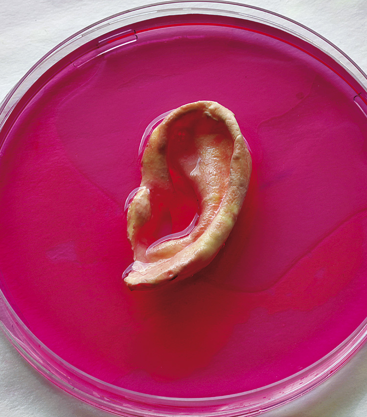 Órganos a la carta: el sueño de trasplantes sin esperas y sin rechazo del paciente, cada vez más cerca