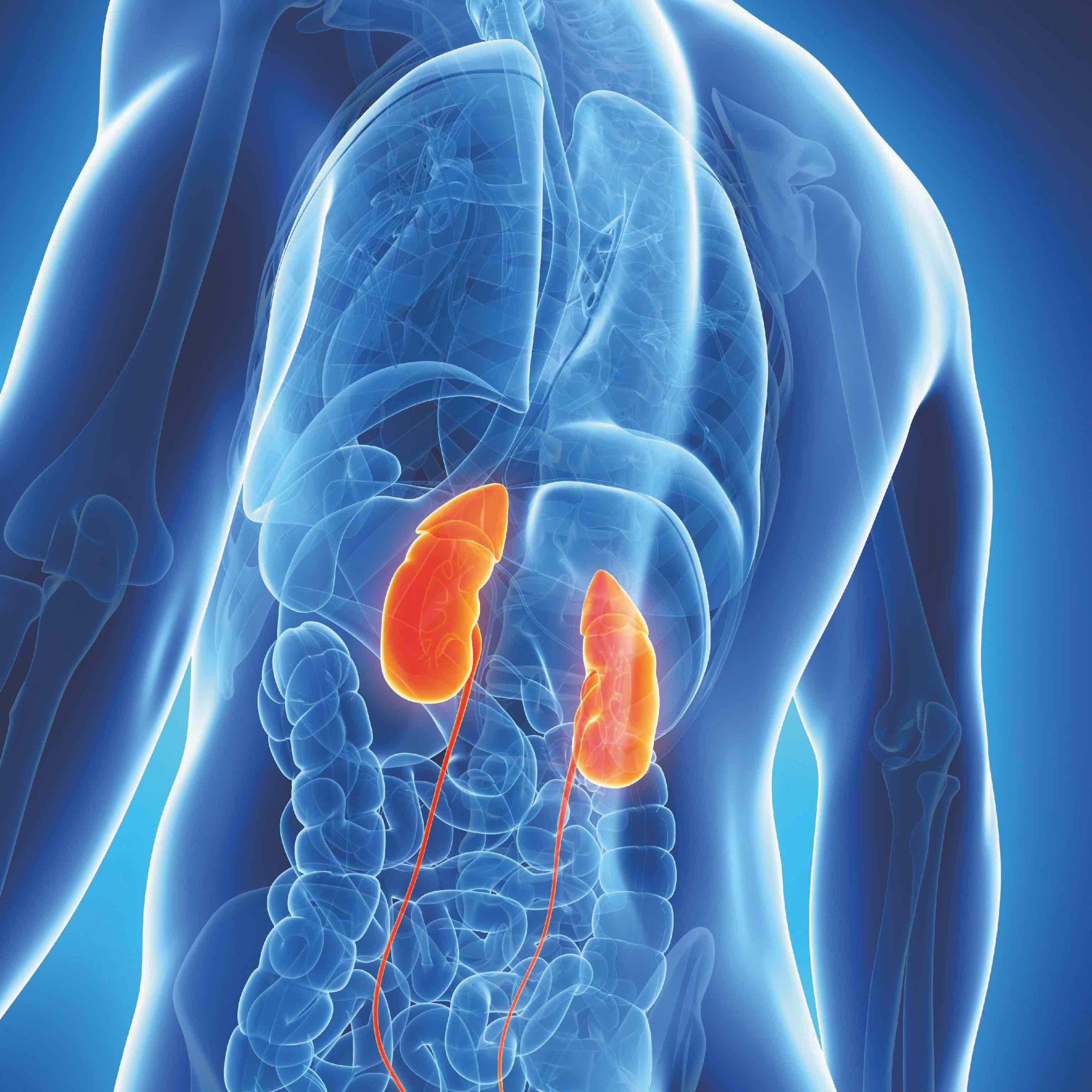 «El secreto de la eterna juventud se esconde en los riñones» (y se llama klotho)