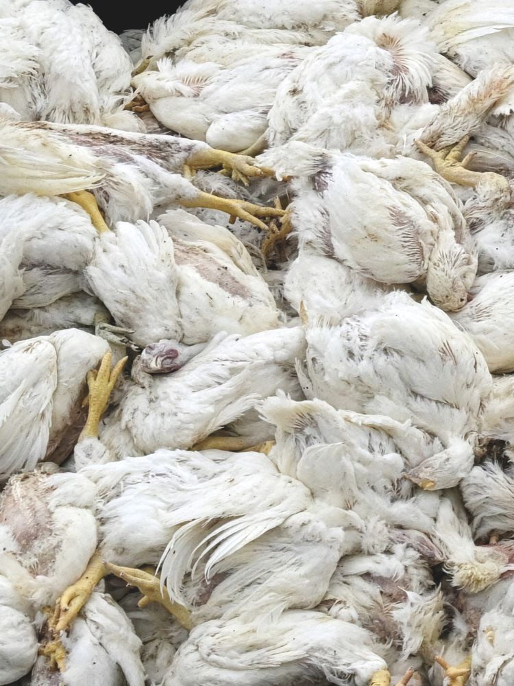 Ron Fouchier: «El virus se está adaptando a los humanos en tiempo real. Cada contagio es una lotería»